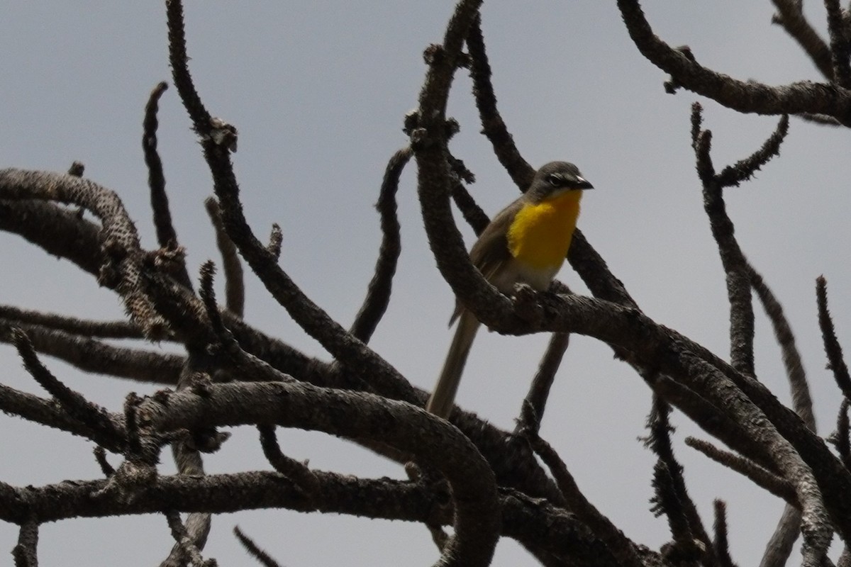 Yellow-breasted Chat - ML620663182