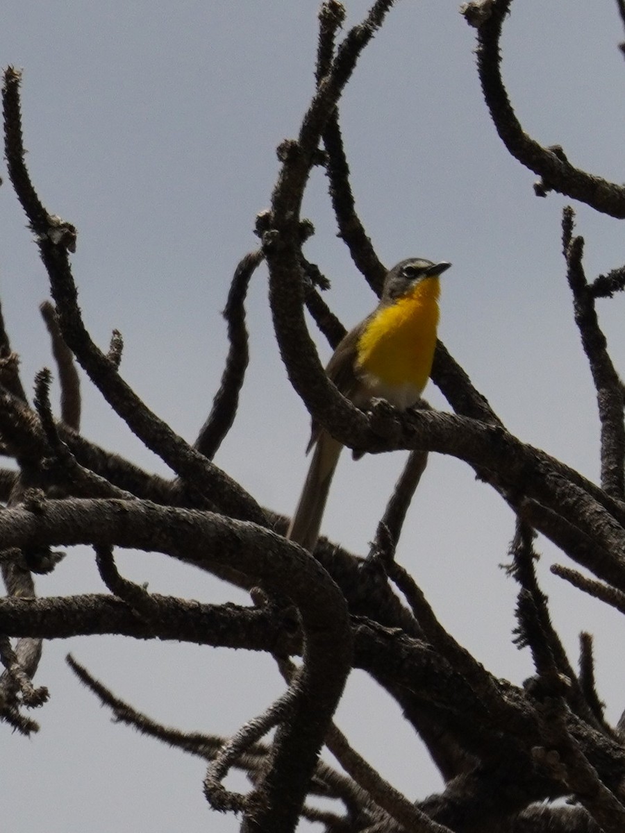 Yellow-breasted Chat - ML620663183