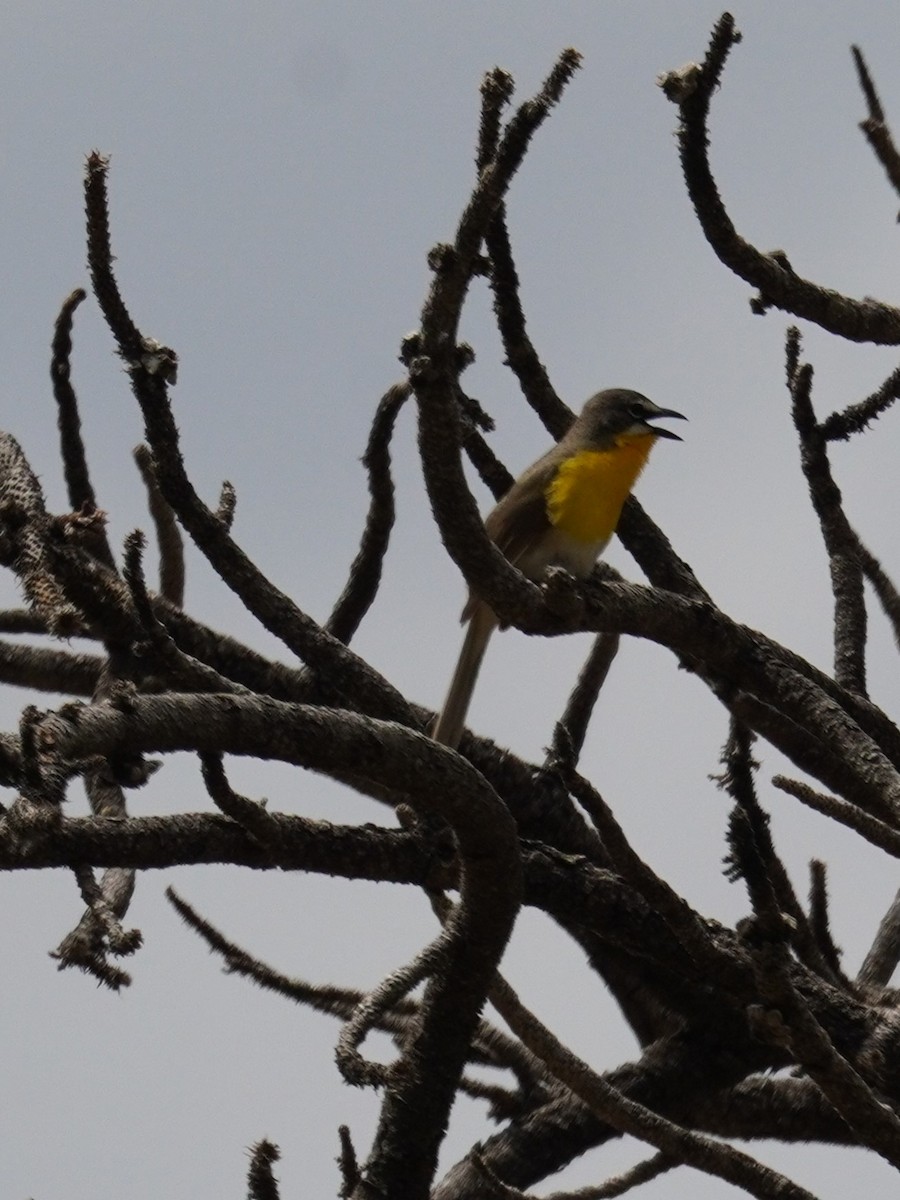 Yellow-breasted Chat - ML620663184