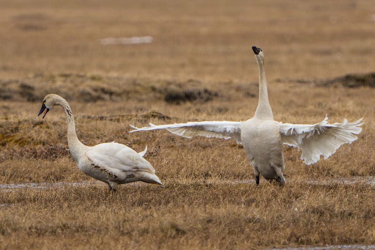 labuť malá (ssp. columbianus) - ML620663205