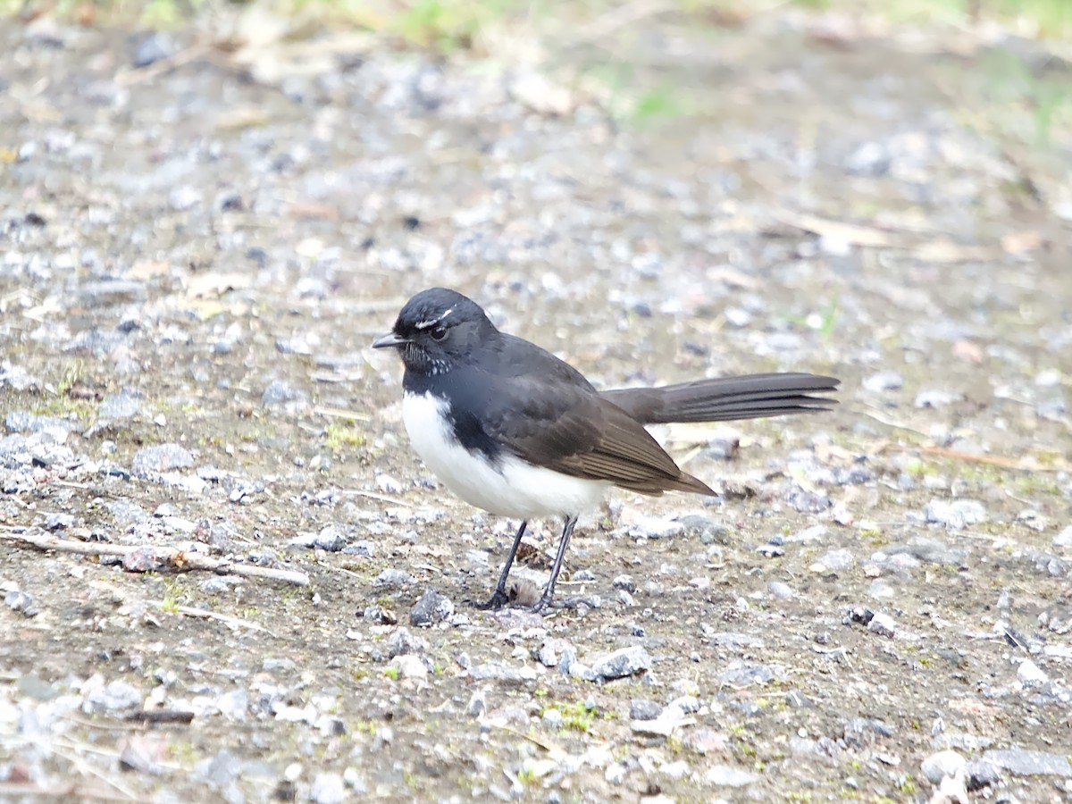 Willie-wagtail - ML620663210