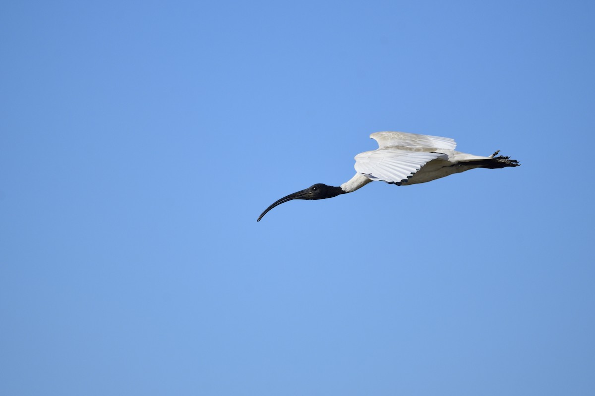 ibis australský - ML620663217