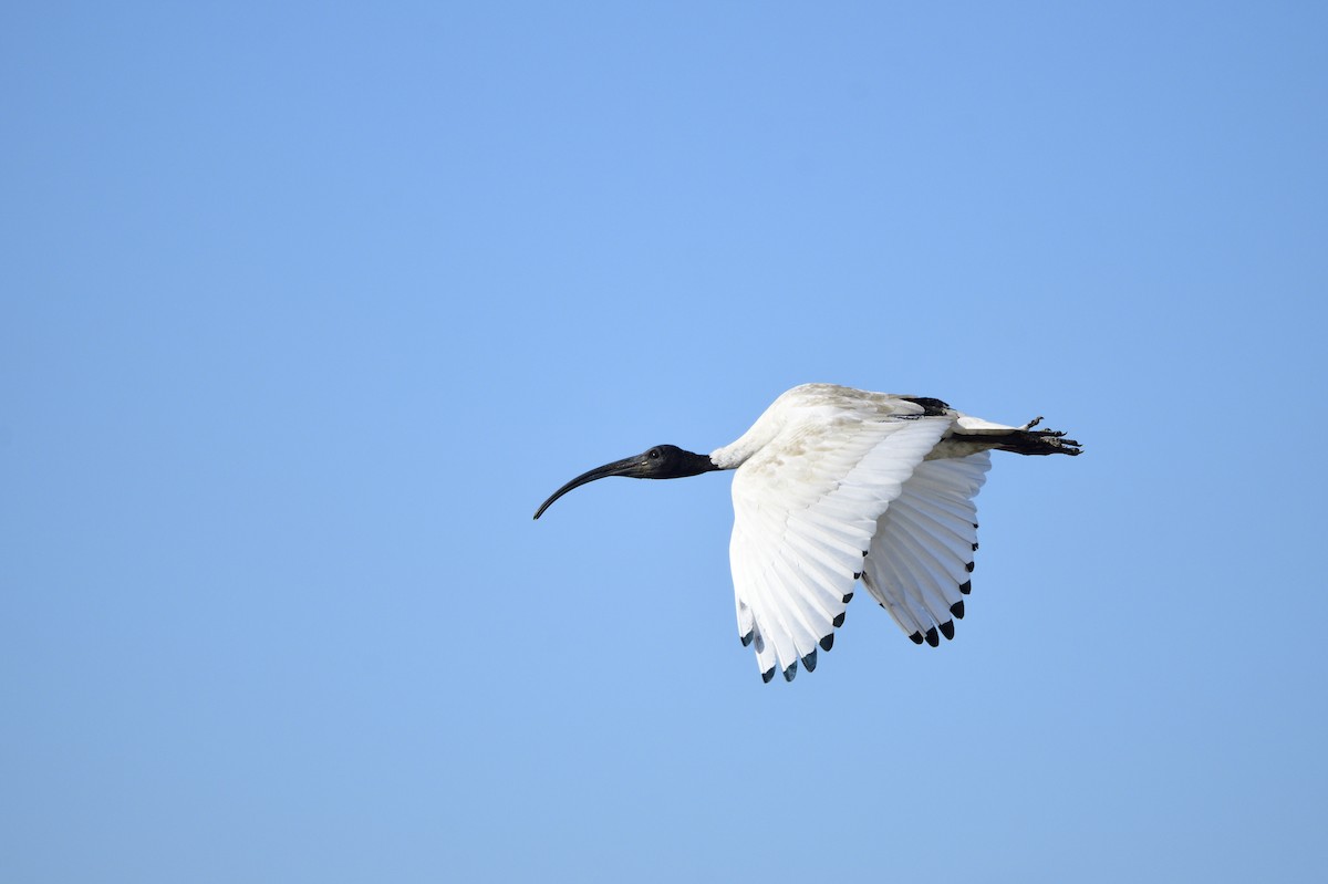 ibis australský - ML620663219