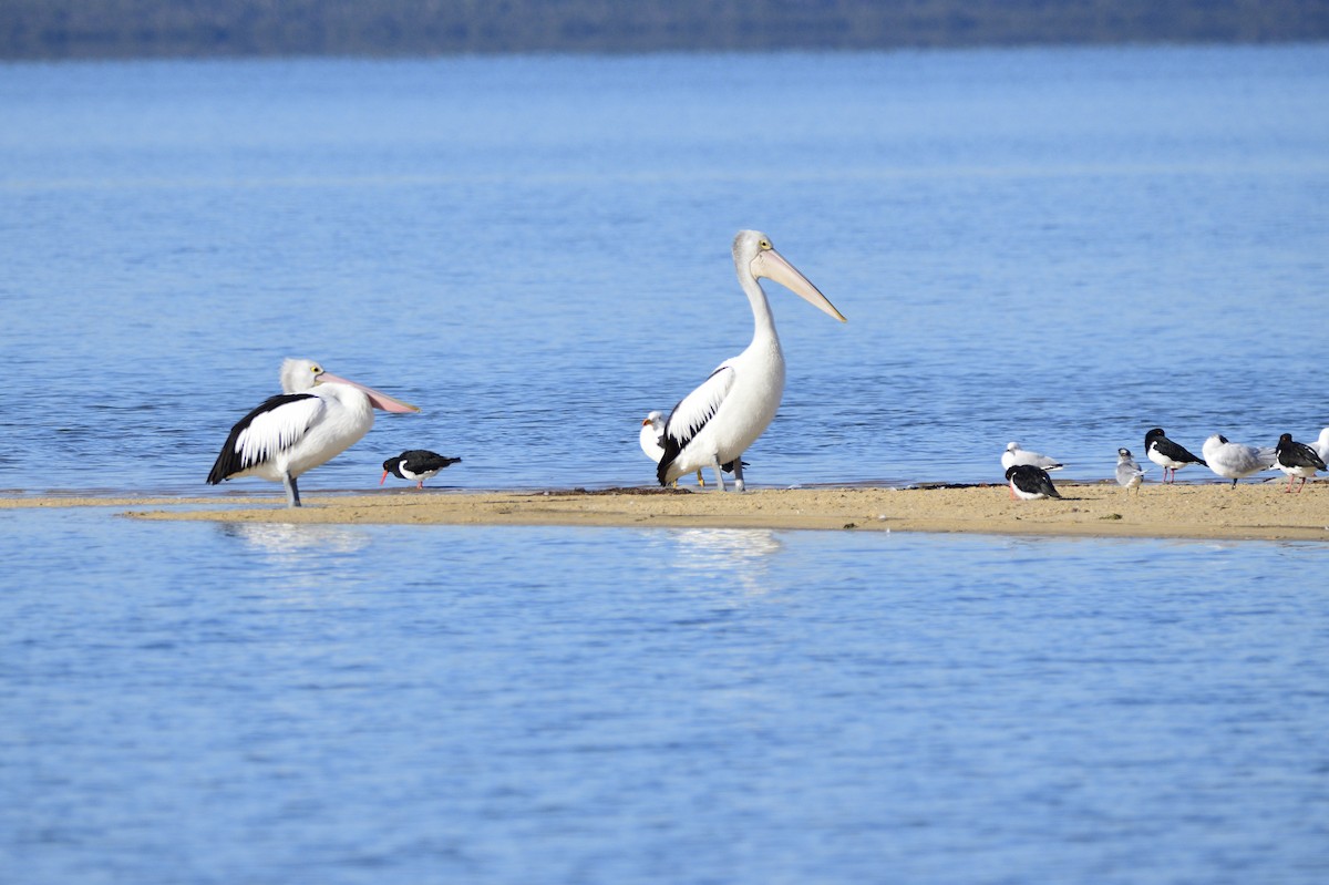 Australian Pelican - ML620663228