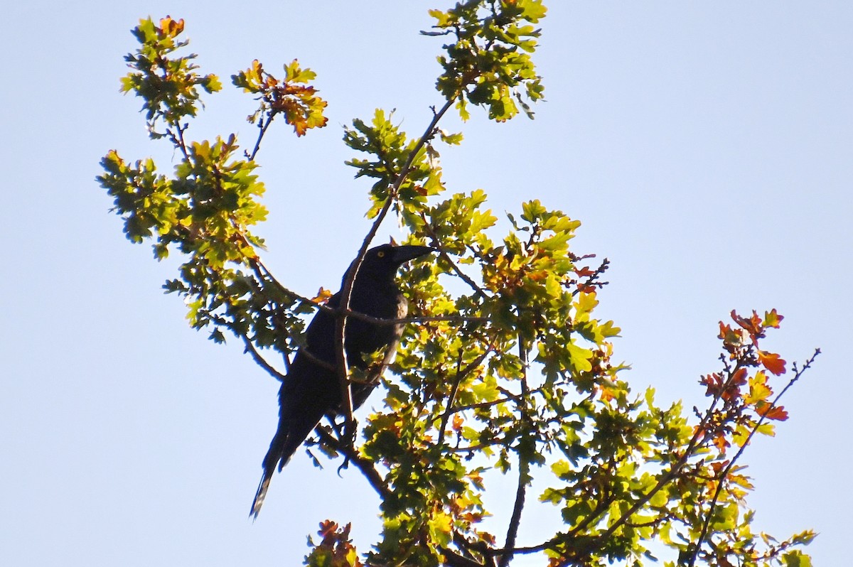 Black Currawong - ML620663231