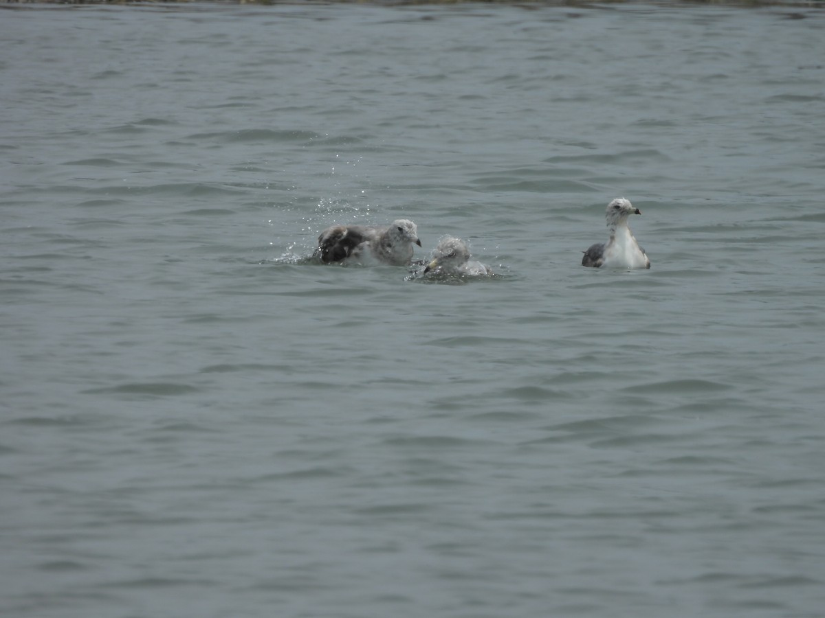 Black-tailed Gull - ML620663234