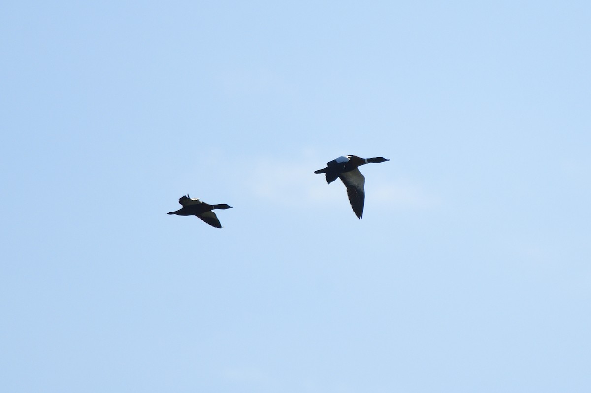 Australian Shelduck - ML620663235