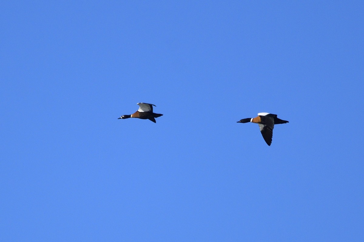 Australian Shelduck - ML620663238