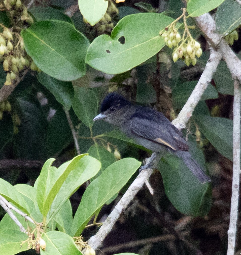 Slaty Becard - ML620663245