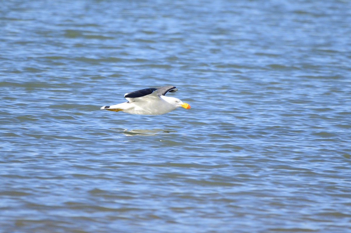 Pacific Gull - ML620663258