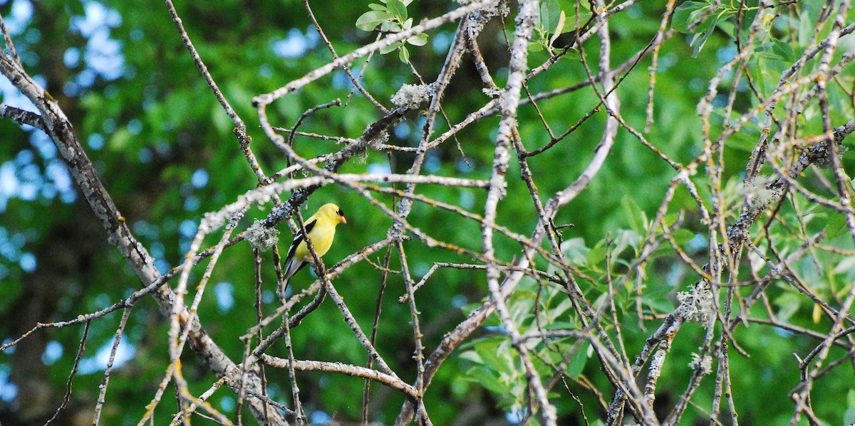 American Goldfinch - ML620663265