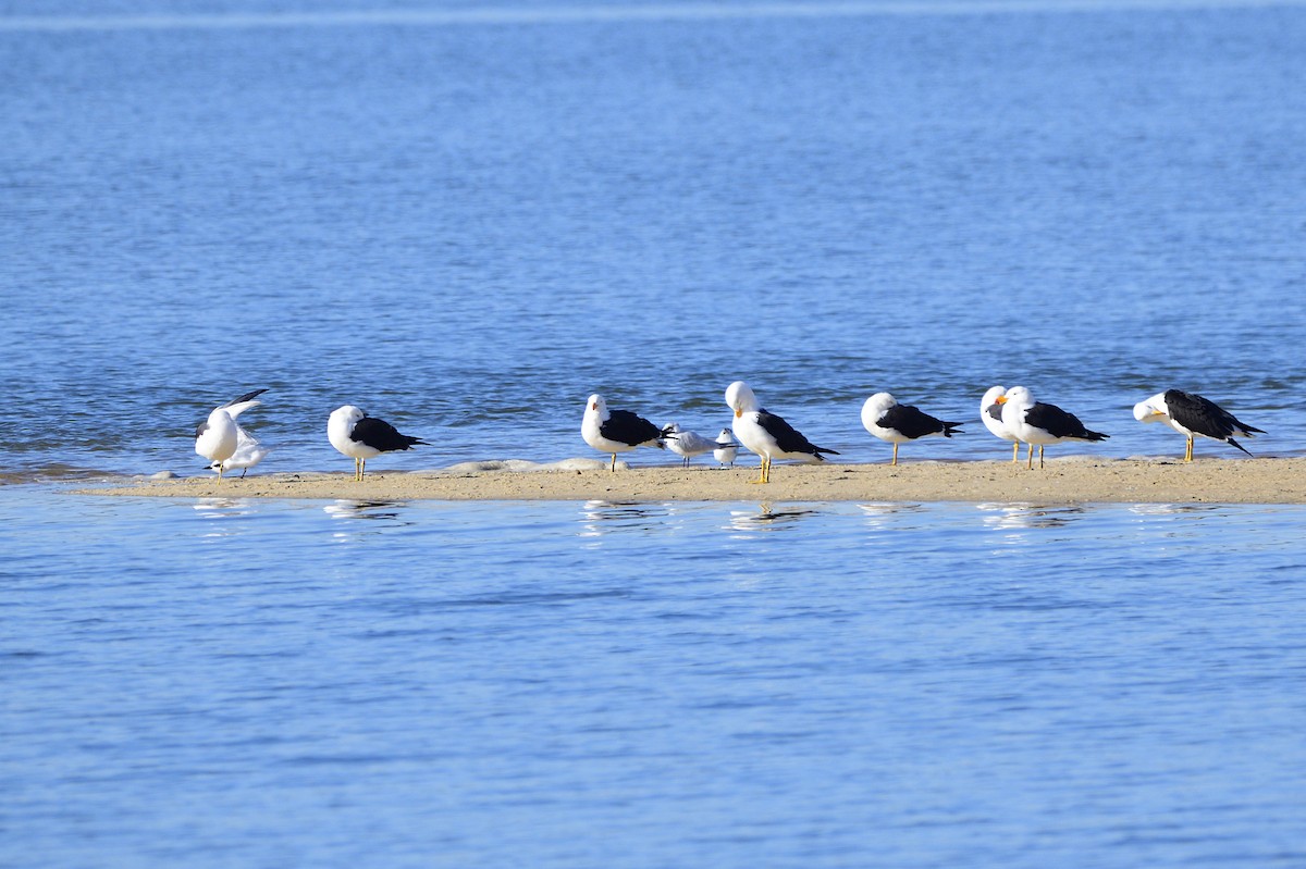 Gaviota de Tasmania - ML620663269