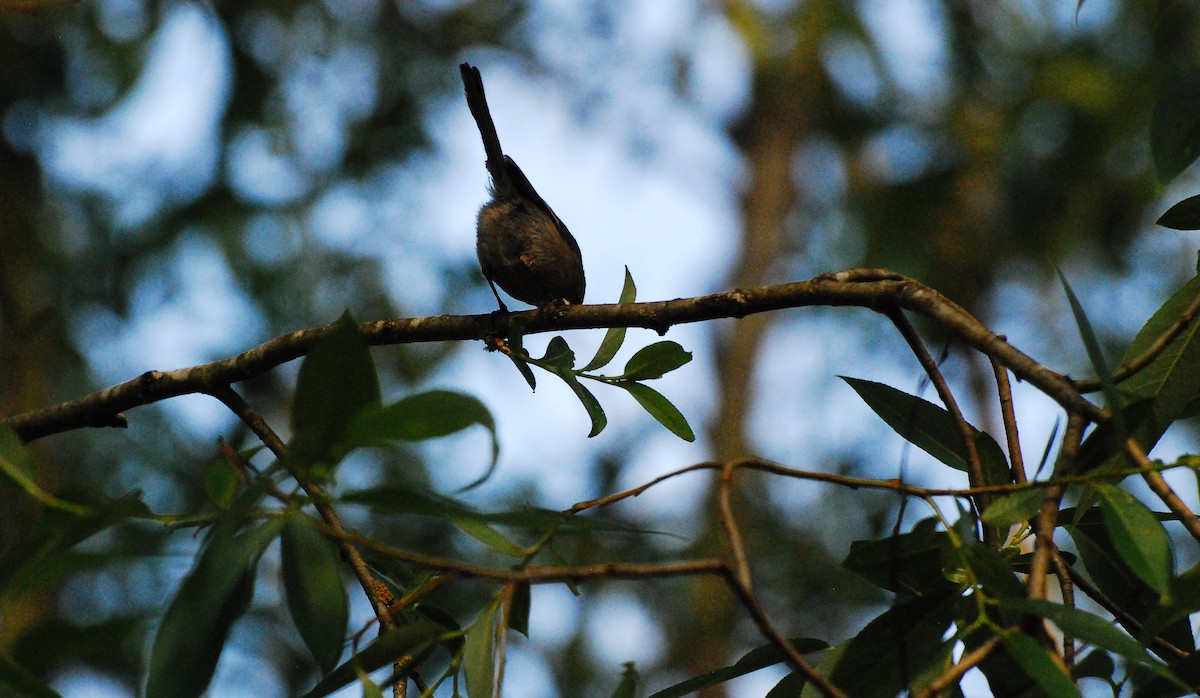 Bushtit - ML620663270