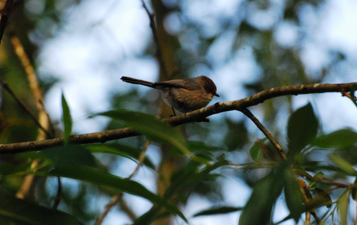 Bushtit - ML620663271