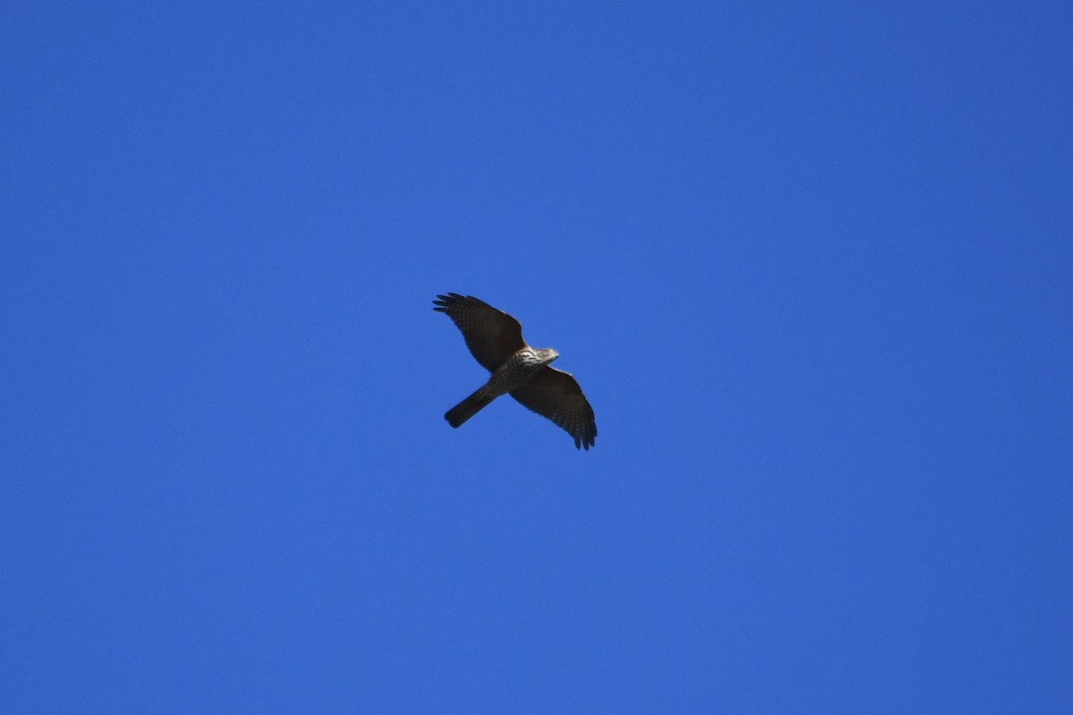 Collared Sparrowhawk - ML620663274