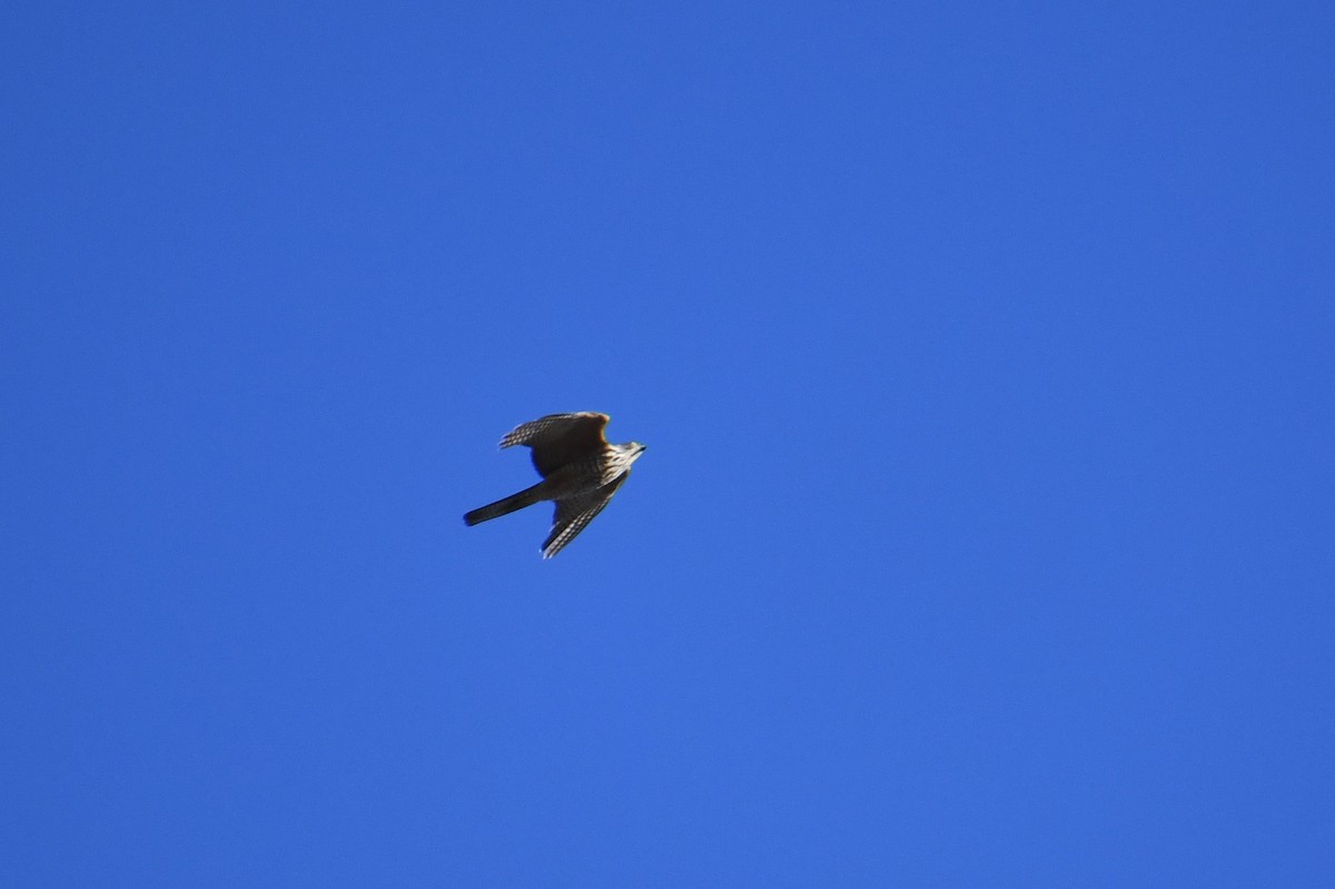 Collared Sparrowhawk - ML620663275