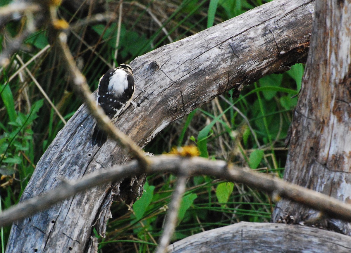 Downy Woodpecker - ML620663278