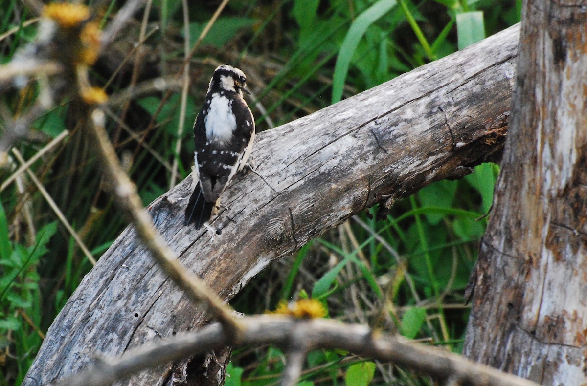 Downy Woodpecker - ML620663279