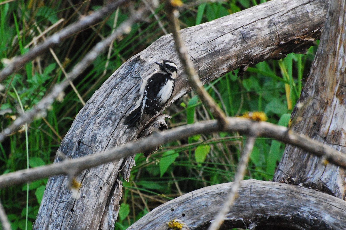 Downy Woodpecker - ML620663280