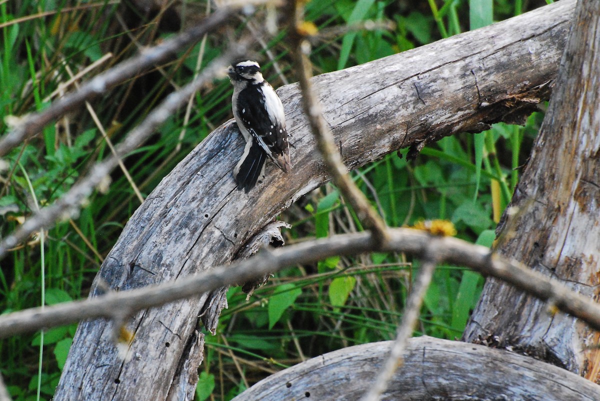 Downy Woodpecker - ML620663281