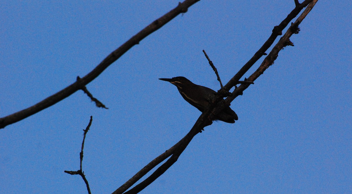 Green Heron - ML620663282