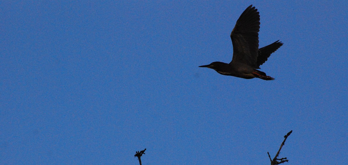 Green Heron - ML620663283