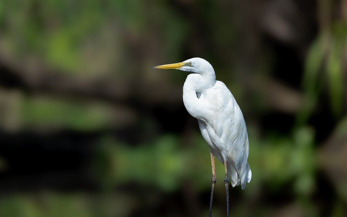 Great Egret - ML620663284