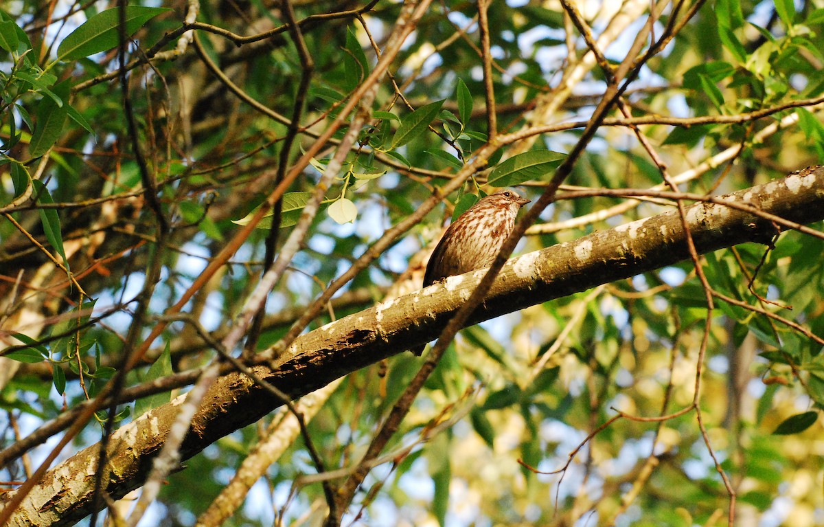 Song Sparrow - ML620663291