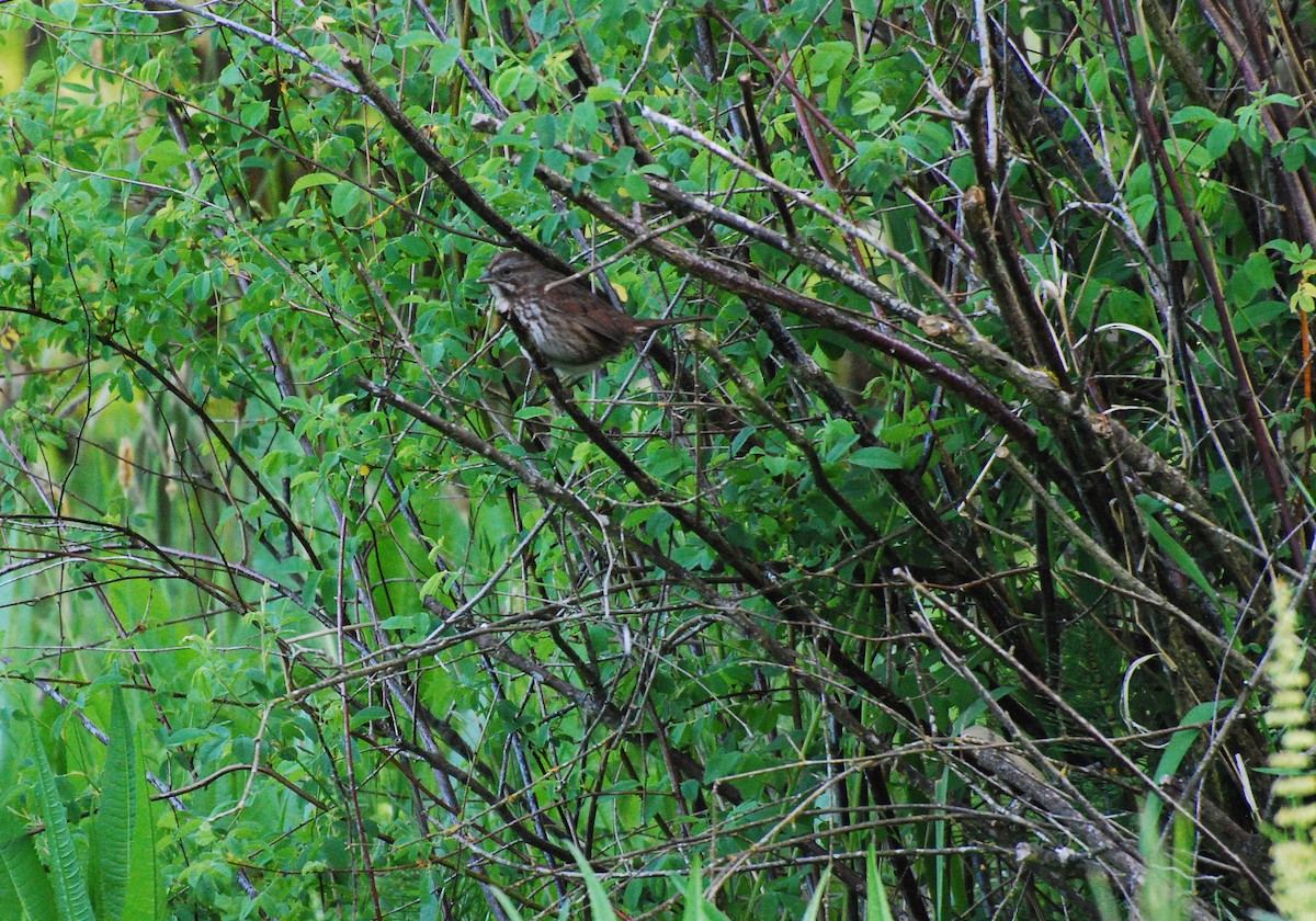 Song Sparrow - ML620663292