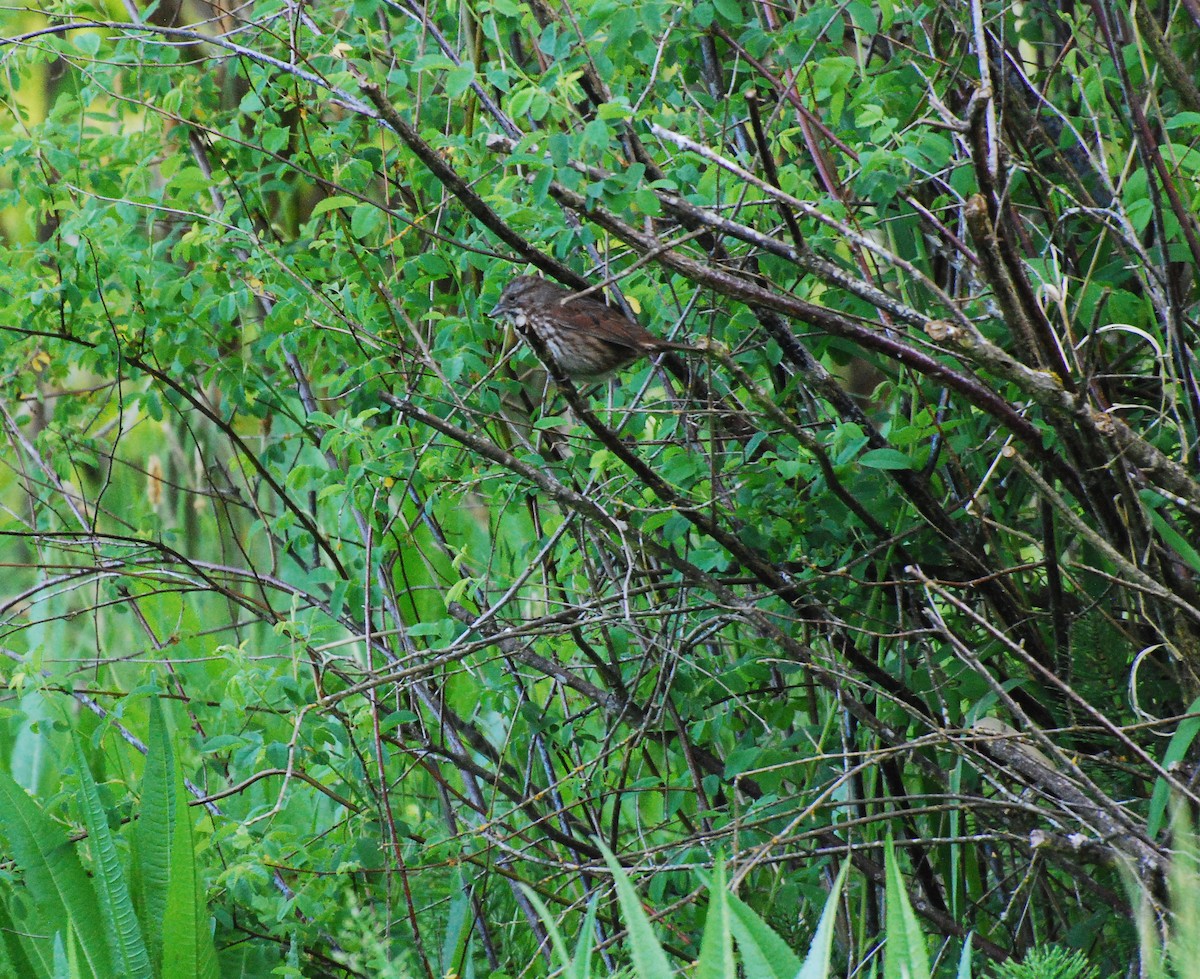 Song Sparrow - ML620663293