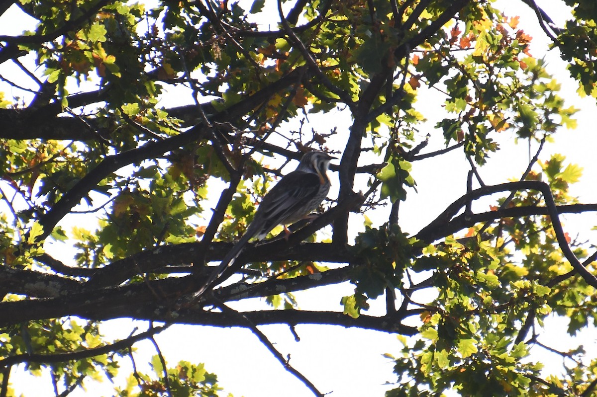 Yellow Wattlebird - ML620663295