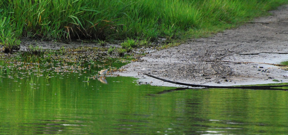 Spotted Sandpiper - ML620663296