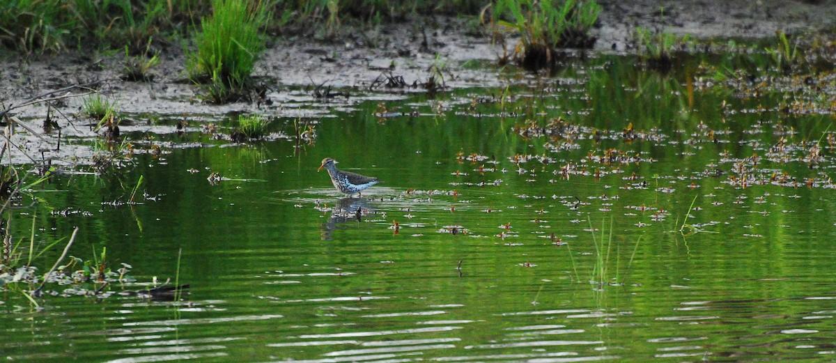 Spotted Sandpiper - ML620663297