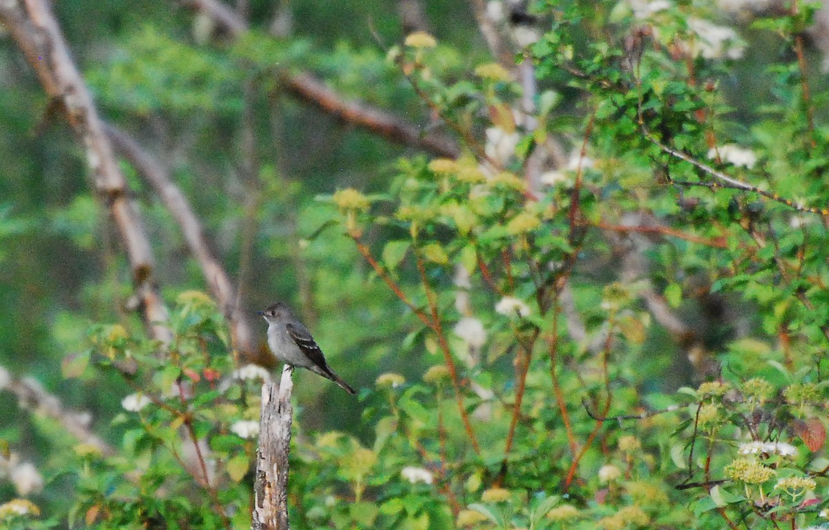 Western Wood-Pewee - ML620663301