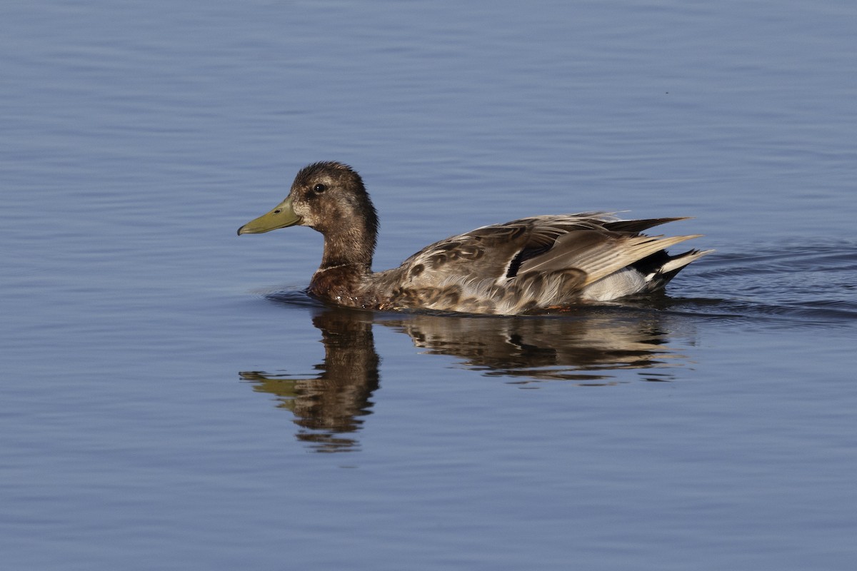 Canard colvert (forme domestique) - ML620663333