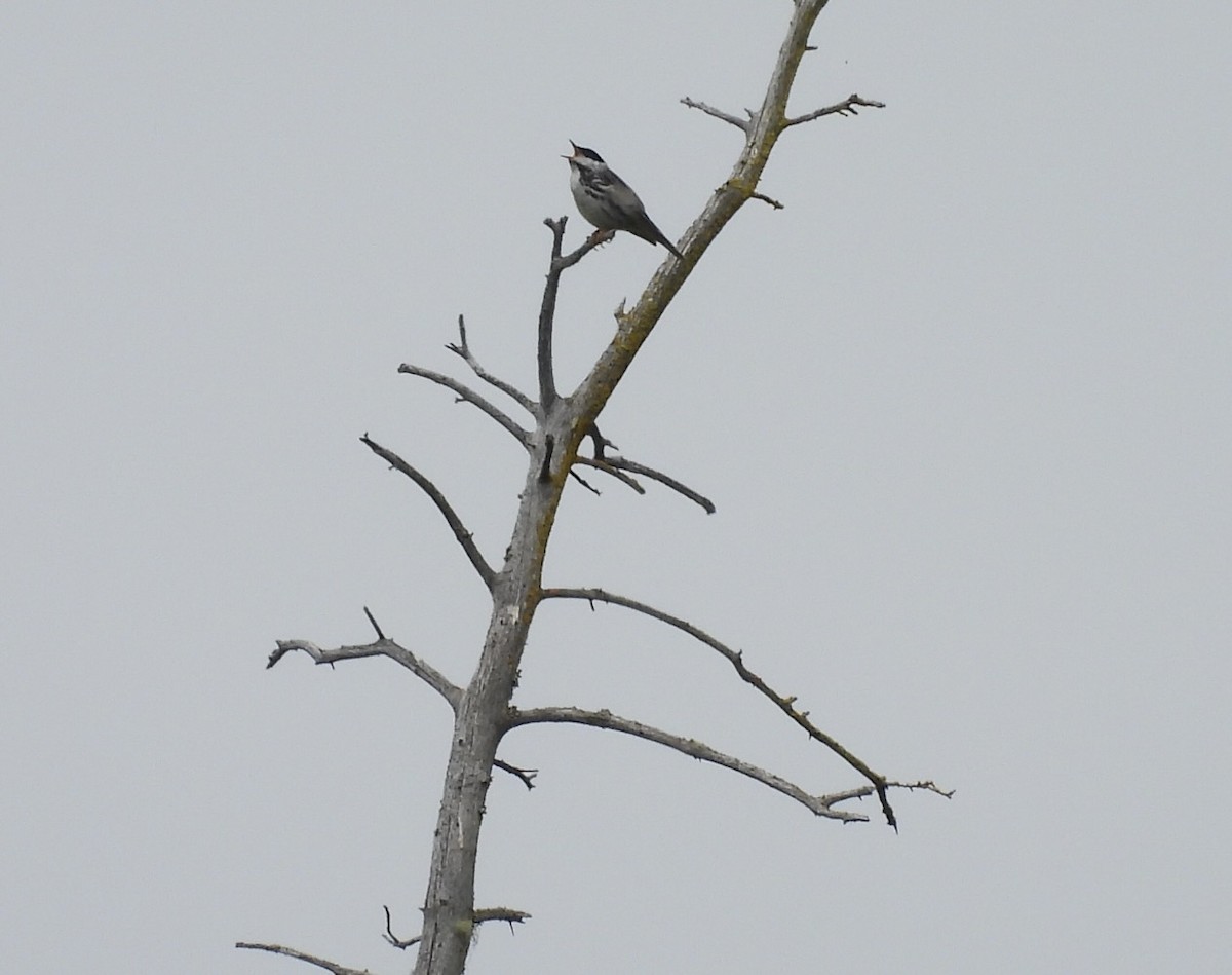 Blackpoll Warbler - ML620663339