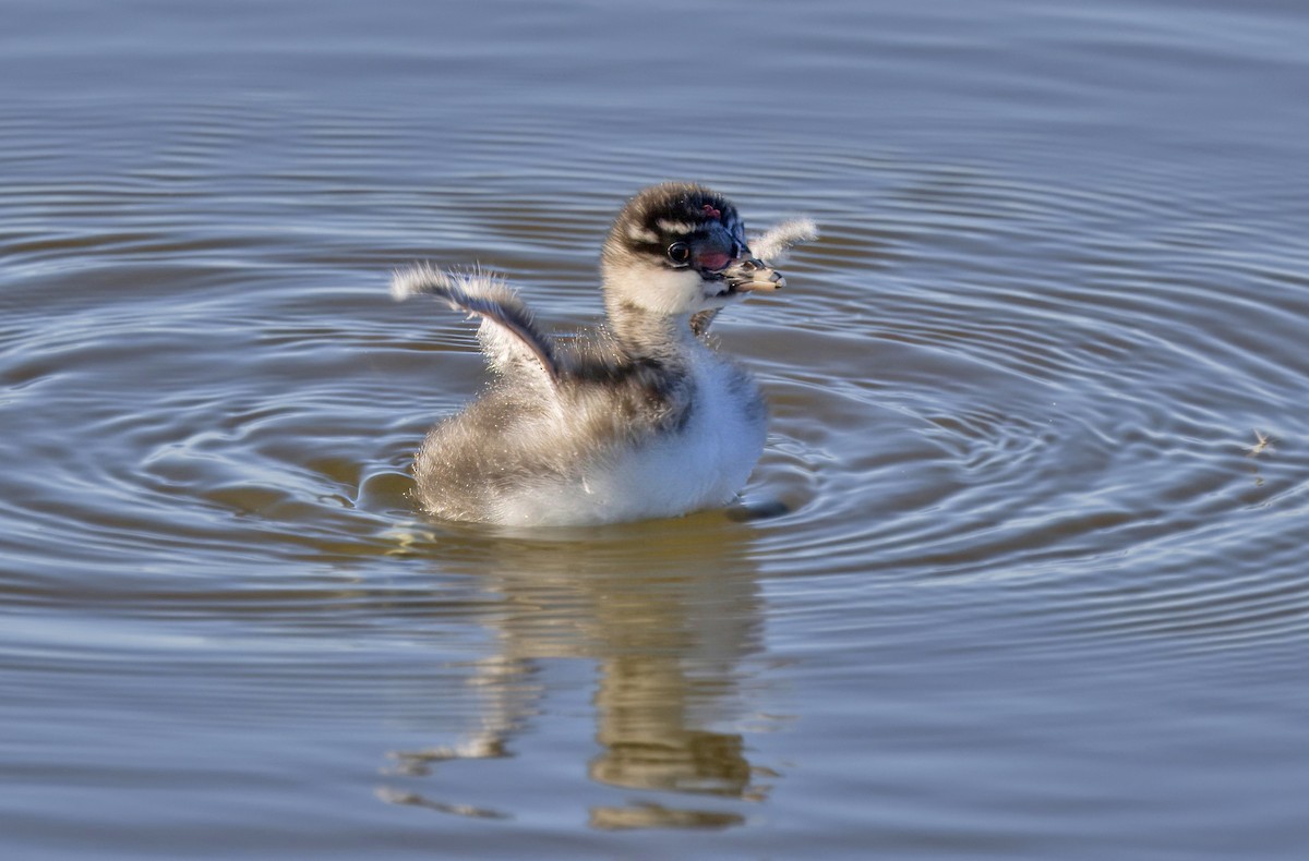 Eared Grebe - ML620663341