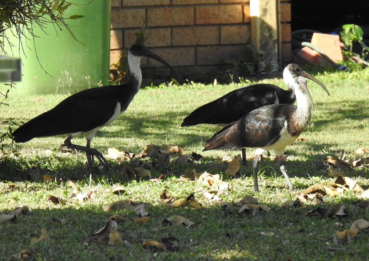 ibis slámokrký - ML620663352