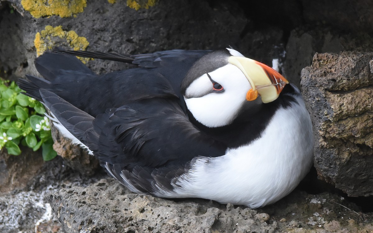 Horned Puffin - ML620663354