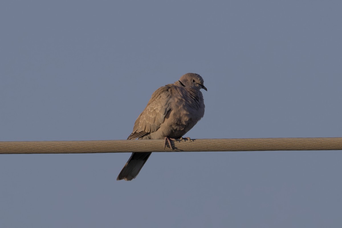 Eurasian Collared-Dove - ML620663356