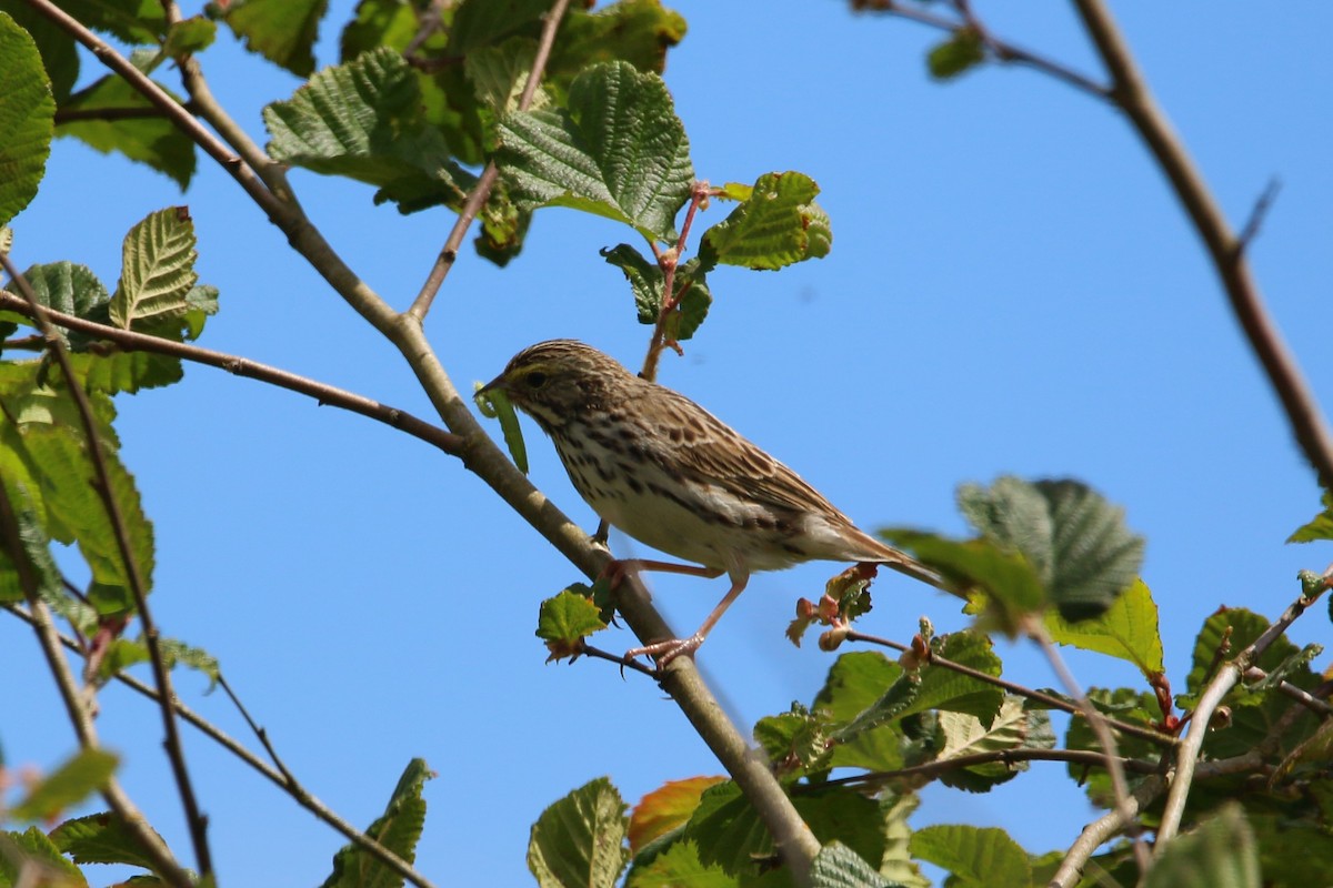 Savannah Sparrow - ML620663363