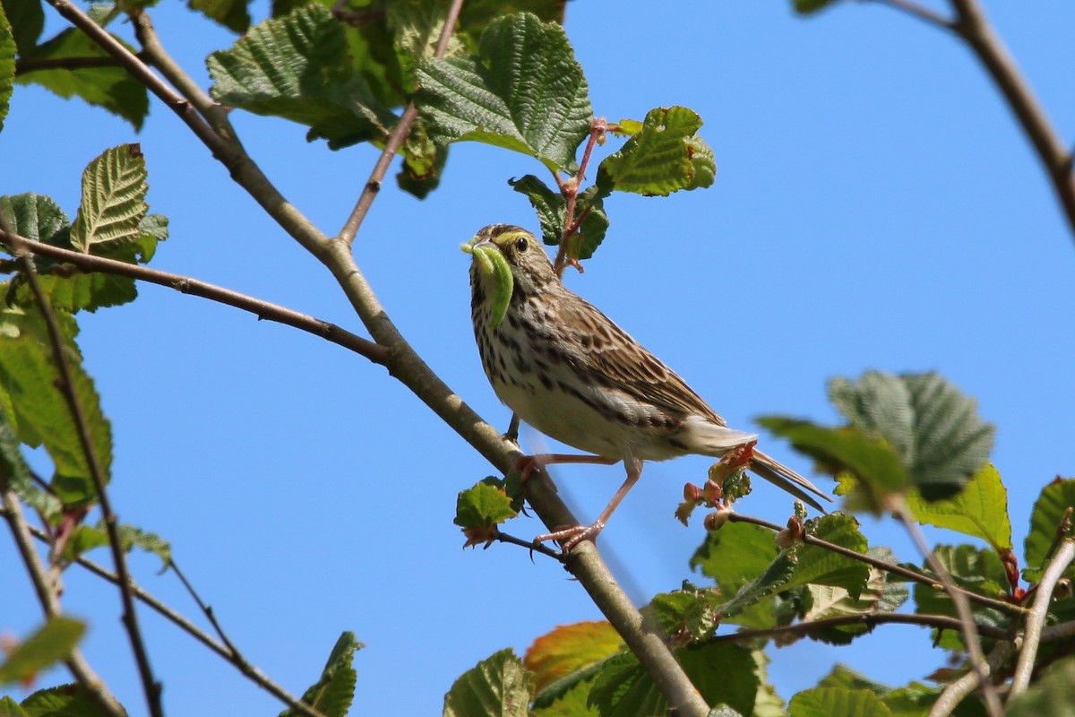 Savannah Sparrow - ML620663364