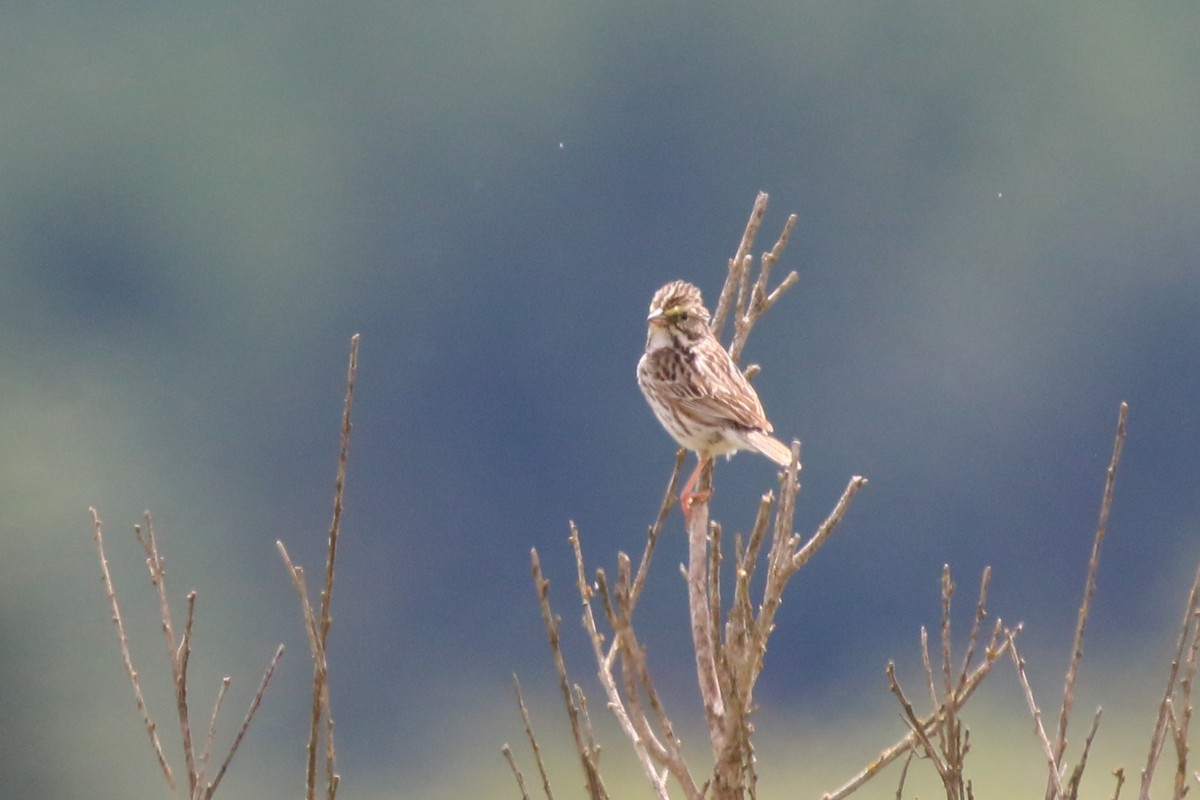 Savannah Sparrow - ML620663365