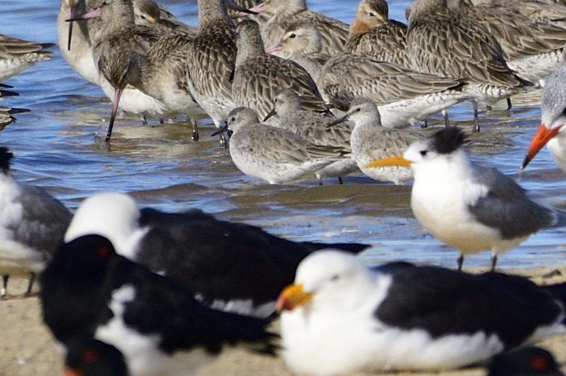 Red Knot - ML620663366