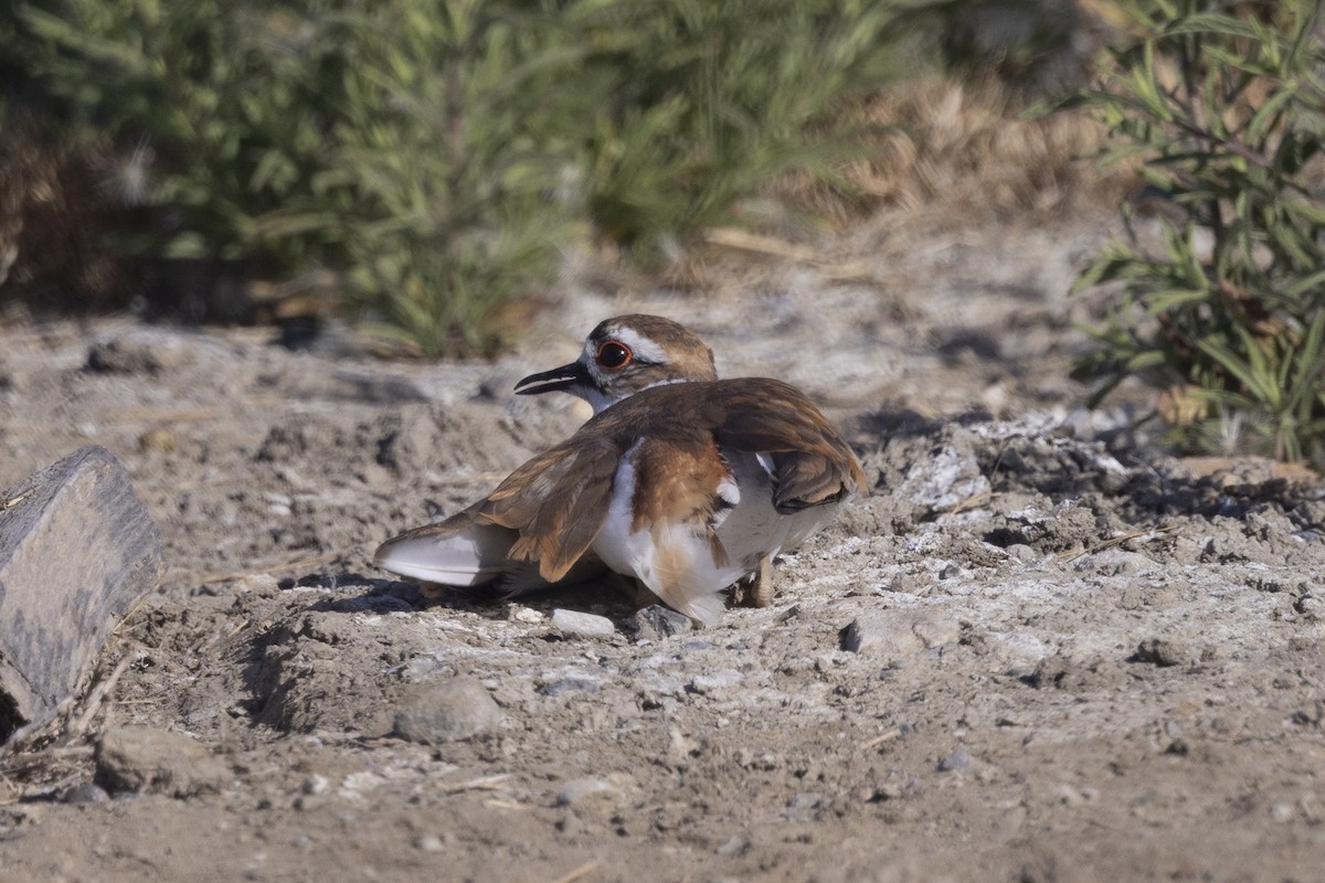 Killdeer - ML620663368