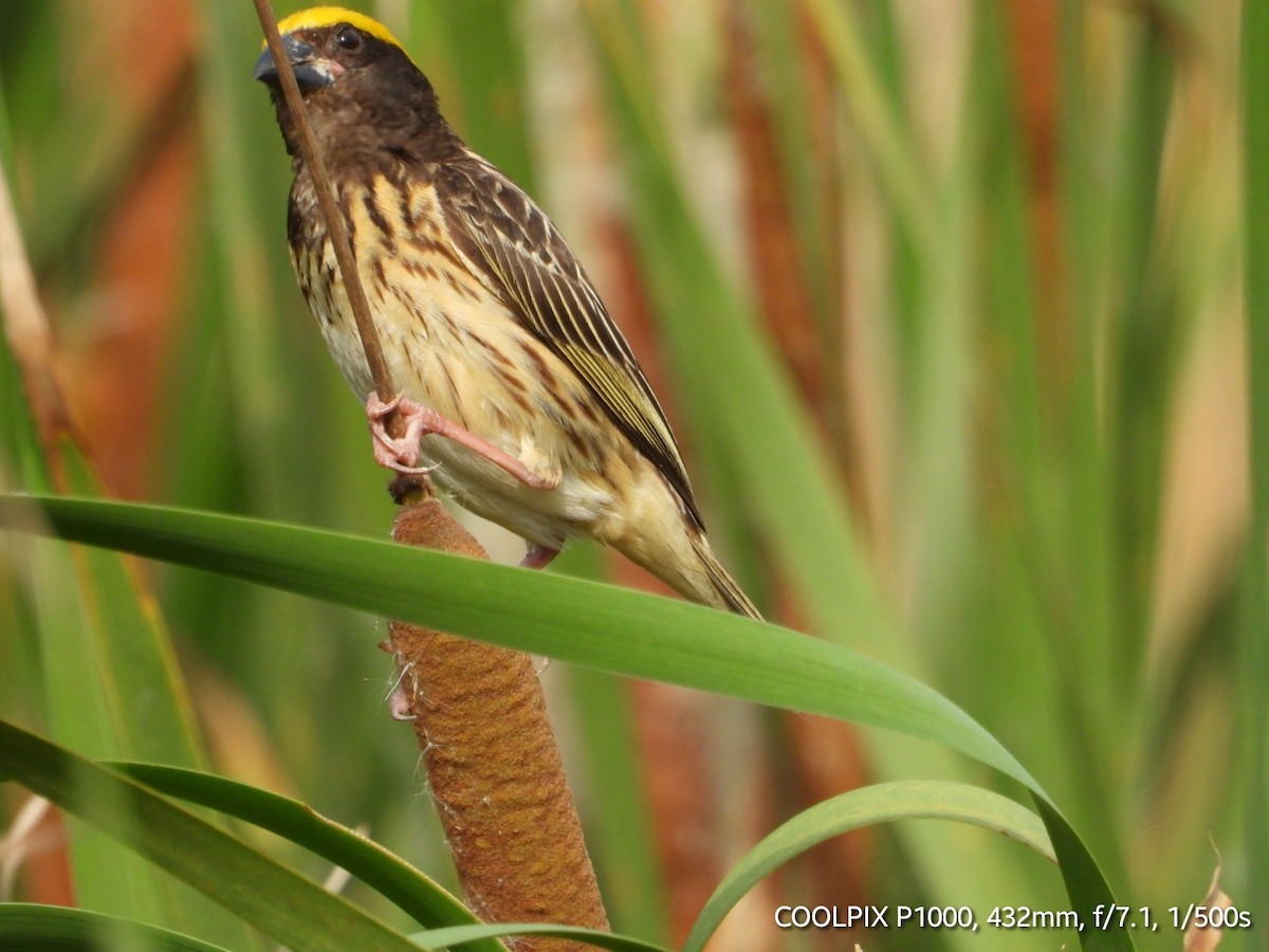 Streaked Weaver - ML620663383