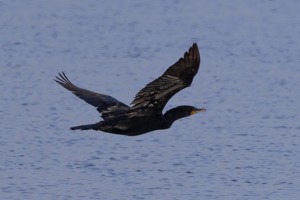 Double-crested Cormorant - ML620663385