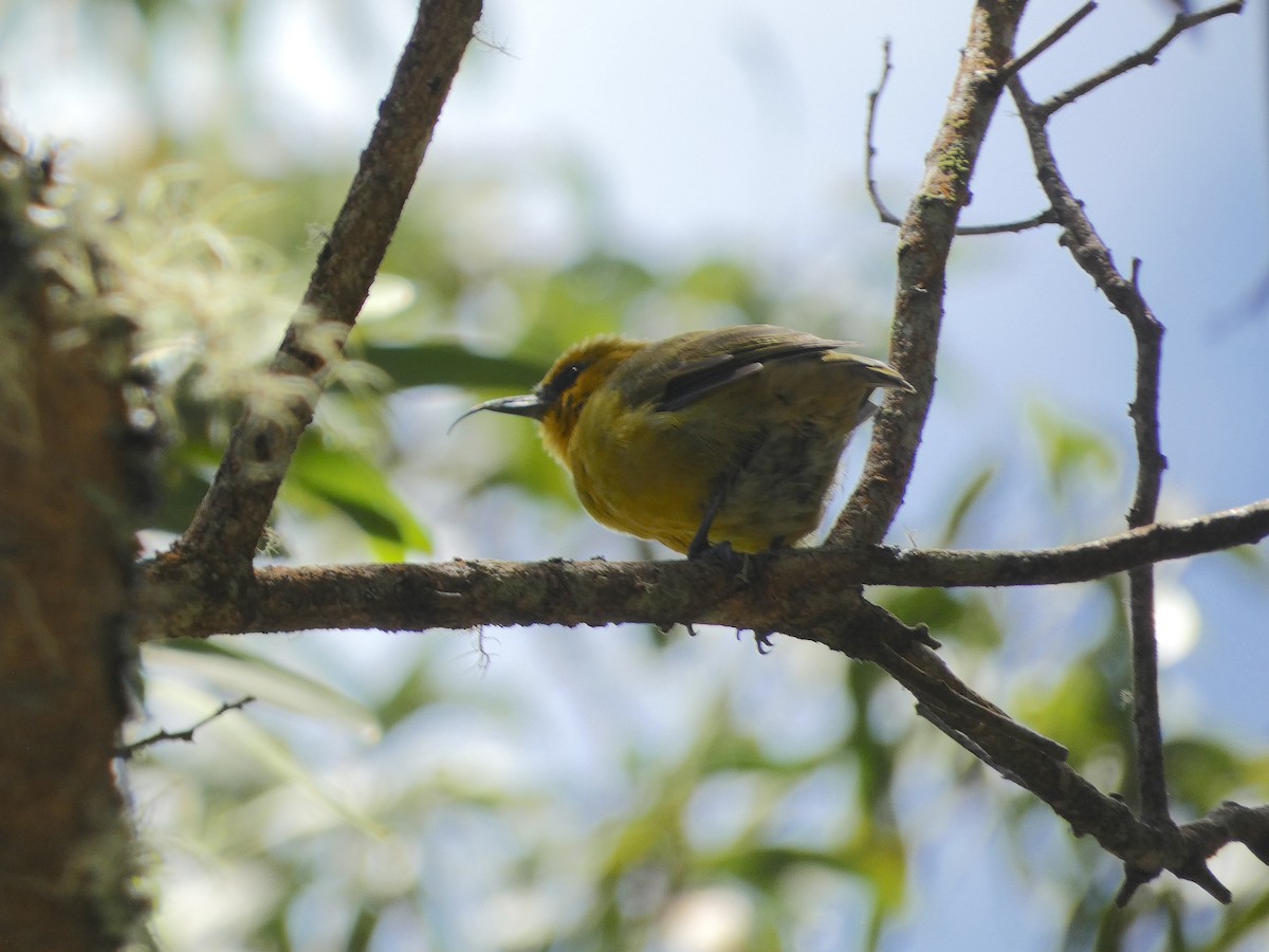 Hawaii-Sichelkleidervogel - ML620663391