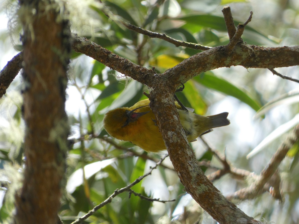 Hawaii-Sichelkleidervogel - ML620663393