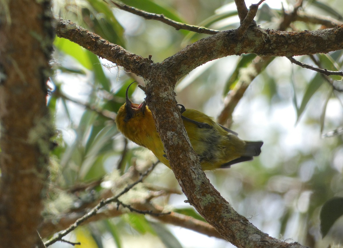 Hawaii-Sichelkleidervogel - ML620663395